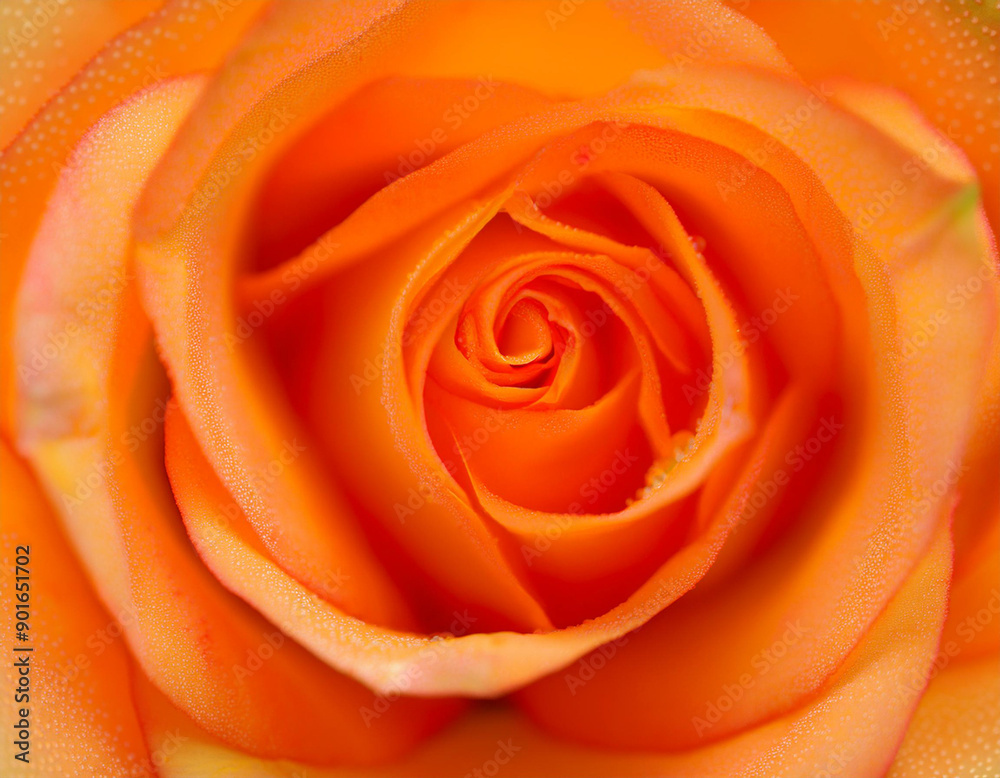 Orange Rose Illustration Detailed Closeup of a Beautiful Flower Orange Rose Illustration Detailed Closeup of a Beautiful Flower