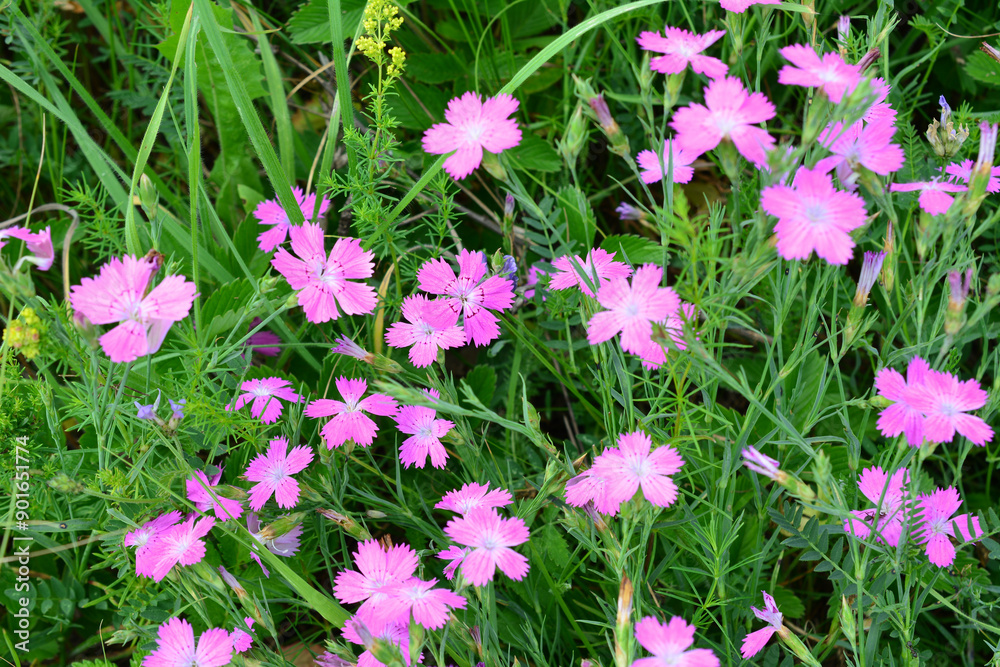 background with green meadow and purple carnation flowers background with green meadow and purple carnation flowers