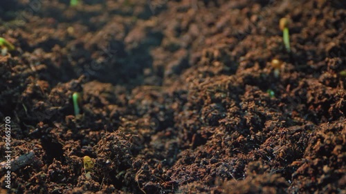 Timelapse in motions of Plant Stems Sprouting from the Soil: Detailed Growth Stages and Emergence of New Life in Agricultural Farms. High quality 4k footage