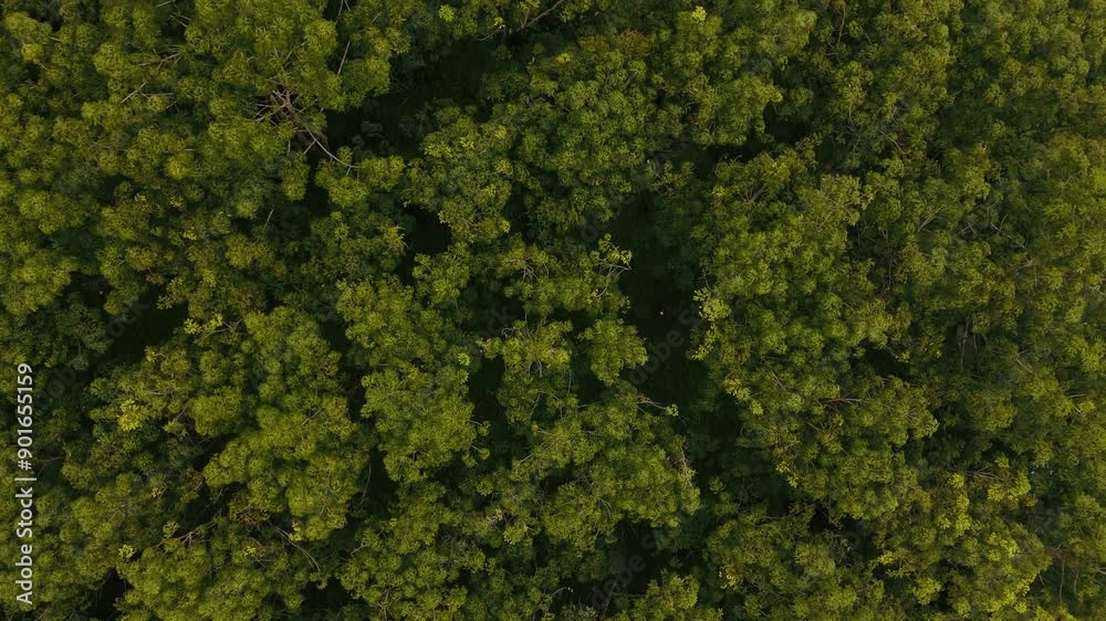 Bird's eye view flying over coastal evergreen forest,Bird's eye view of the forest Bird's eye view flying over coastal evergreen forest,Bird's eye view of the forest