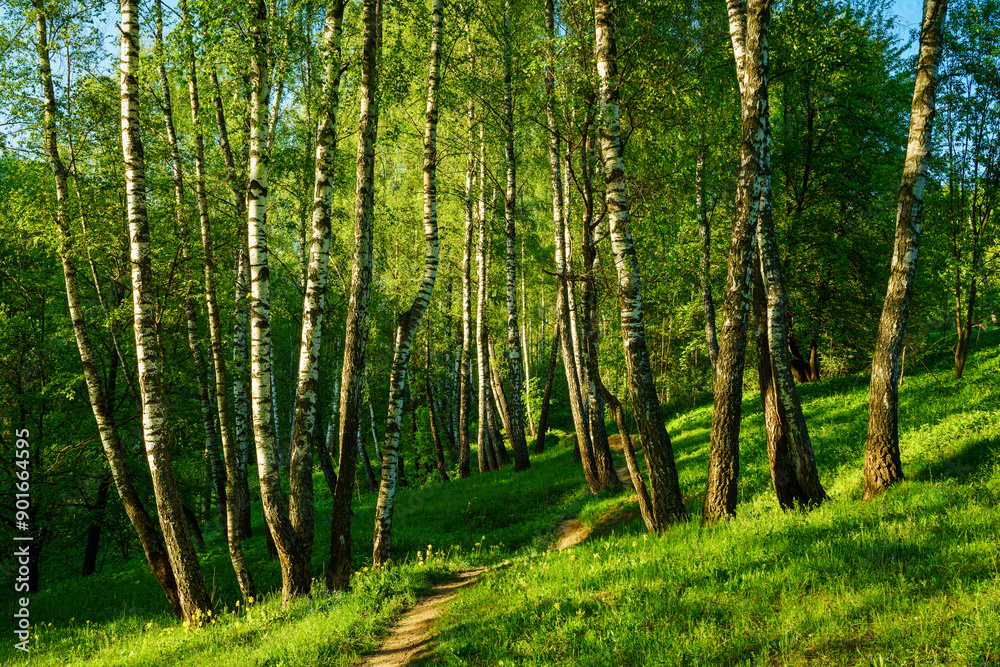 Grove of birches with young green leaves at sunset or sunrise in spring or summer.