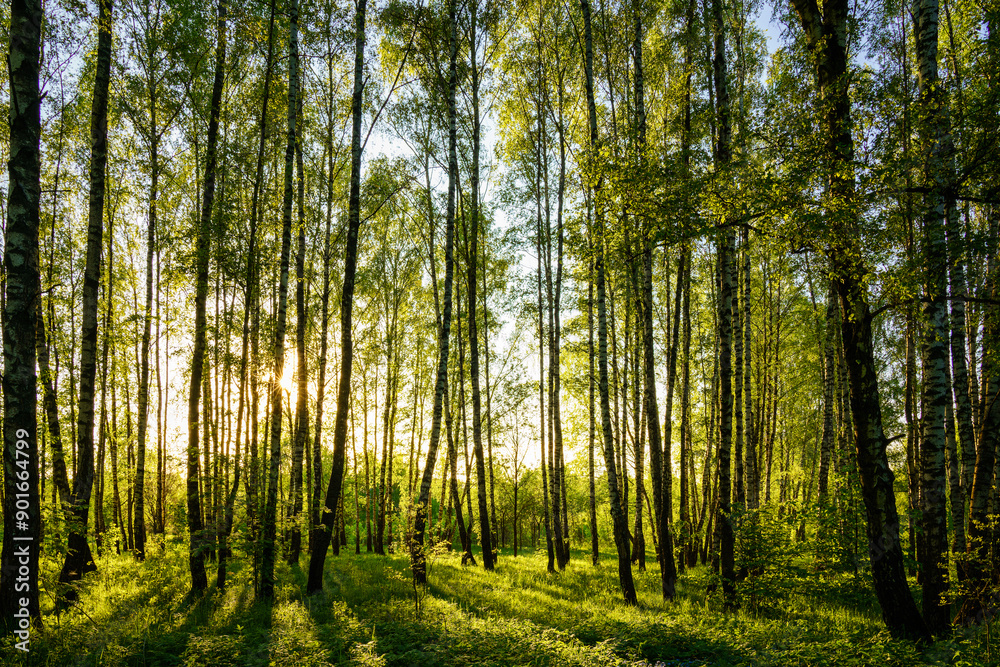 Grove of birches with young green leaves at sunset or sunrise in spring or summer. Grove of birches with young green leaves at sunset or sunrise in spring or summer.