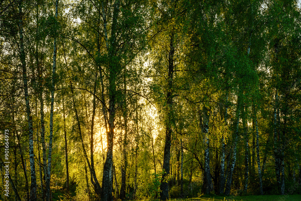 Sunrise or sunset near the pond with birches on a sunny summer day. Sunrise or sunset near the pond with birches on a sunny summer day.