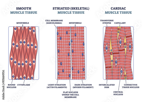 Muscle tissue with smooth, striated and cardiac examples outline diagram, transparent background. Labeled educational medical structure with description and side view illustration.