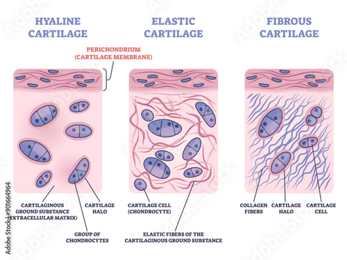 Perichondrium as hyaline, fibrous and elastic cartilage membrane outline diagram, transparent background. Labeled educational tissue layer structure with cartilaginous ground substance. photo