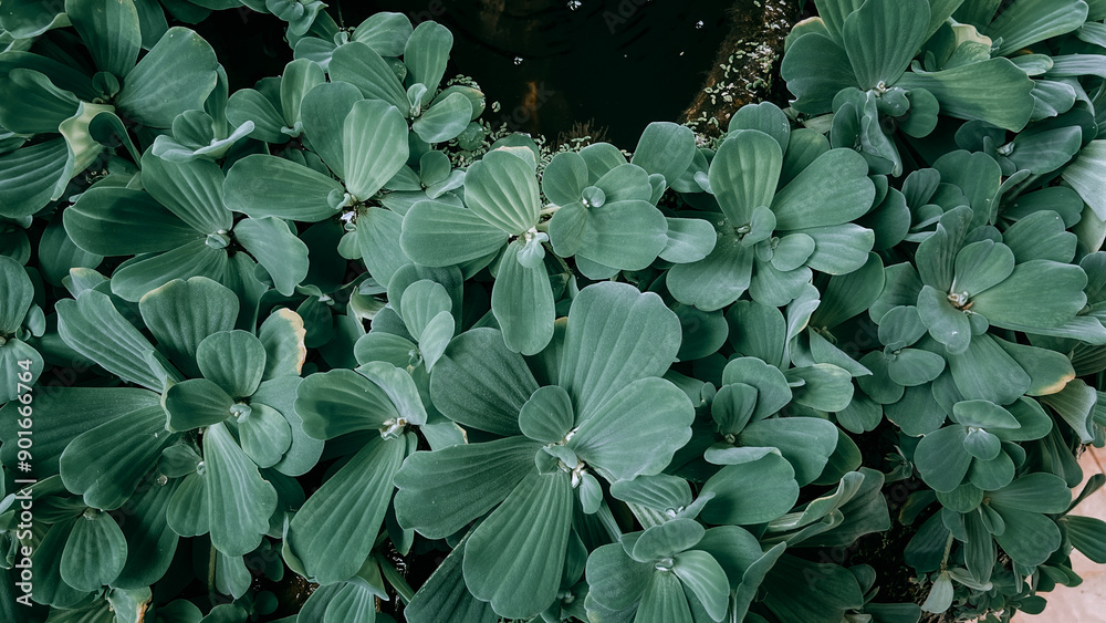 Fototapeta premium background of green leaves