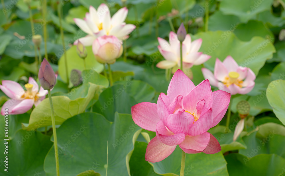 Fototapeta premium 美しいハスの花が満開