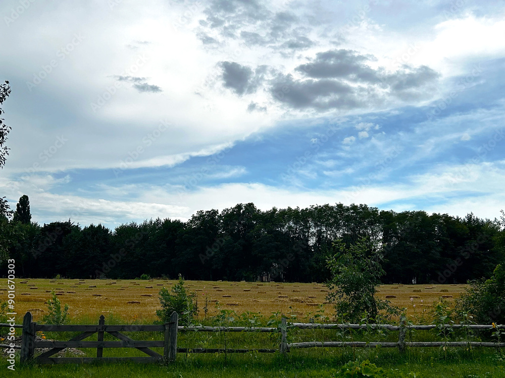 Landscape with yellow field and blue sky. Nature of Ukraine. Landscape with sky. Wheat field and sky. Countryside. Landscape with yellow field and blue sky. Nature of Ukraine. Landscape with sky. Wheat field and sky. Countryside.