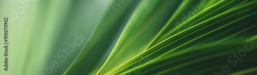 Dark green leaf texture, Natural green leaves using as nature background wallpaper or tropical leaf cover page
