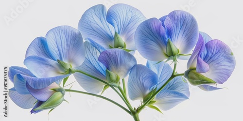 Delicate blue sweet pea flowers with intricate patterns and soft petals are beautifully isolated on a pure white background, showcasing their gentle beauty.