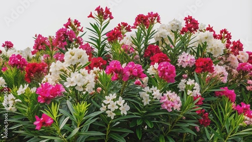 Vibrant pink, white, and red oleander blooms burst forth from lush green shrubs, beautifully isolated on a transparent background, showcasing nature's kaleidoscope of colors.