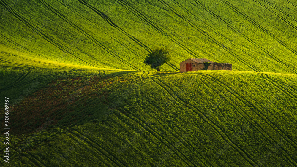 Spring view of landscapes of region Marche near Ancona during sunset. Green waves hills and lone trees make this landscape unreal.