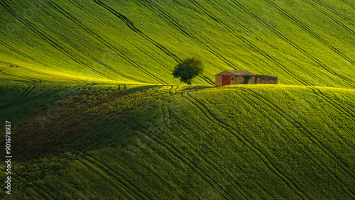Obraz na płótnie Spring view of landscapes of region Marche near Ancona during sunset. Green waves hills and lone trees make this landscape unreal. w salonie