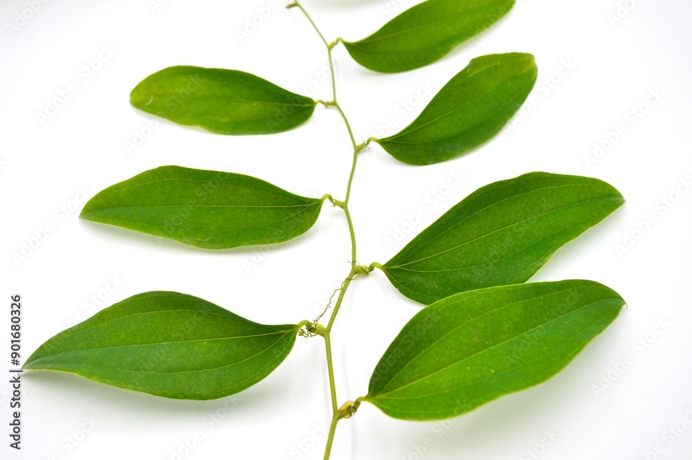 Fototapeta premium green leaves isolated on white background