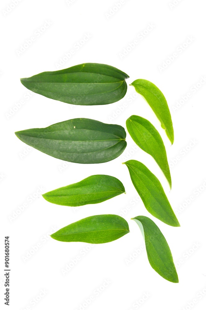 green leaf isolated on white background green leaf isolated on white background
