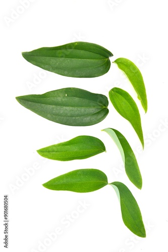 green leaf isolated on white background
