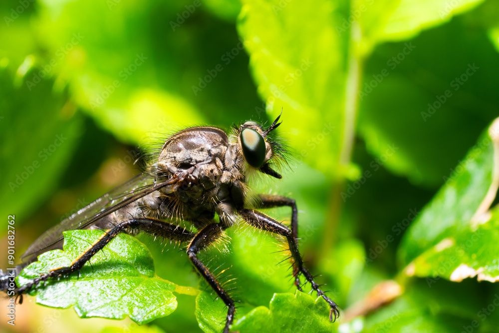 fly on leaf fly on leaf