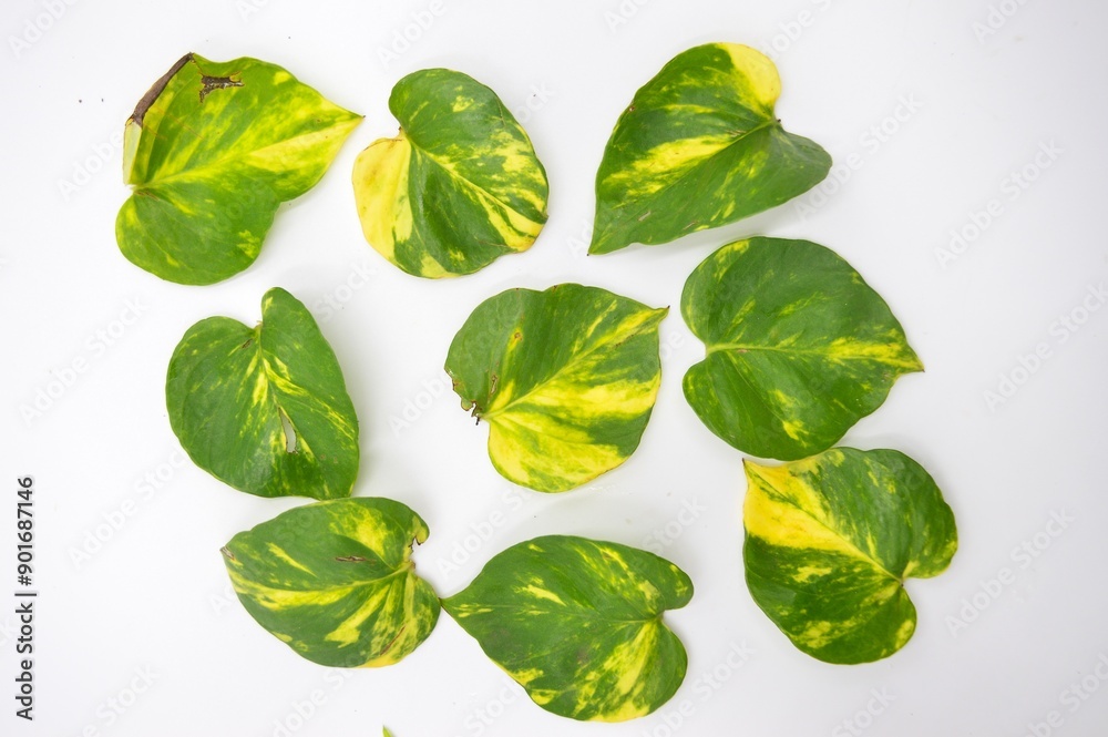 Obraz premium green and yellow leaves isolated on white background