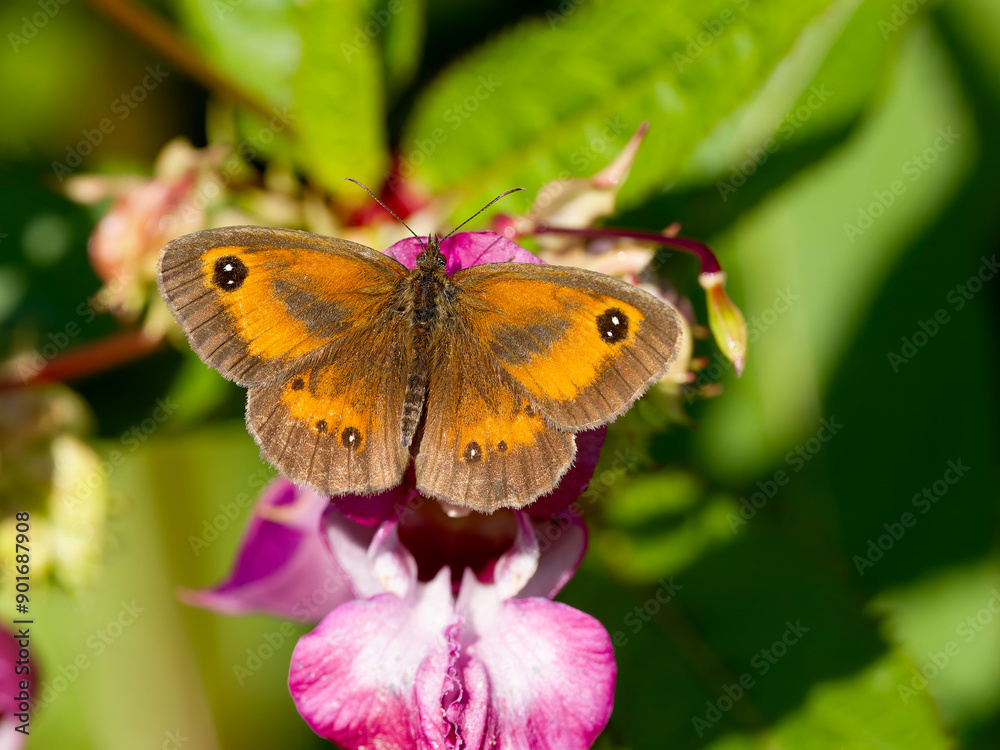 Obraz premium Gatekeeper butterfly, Pyronia tithonus