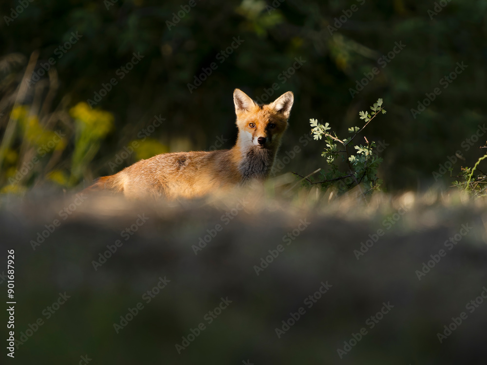 Fototapeta premium Red fox, Vulpes vulpes