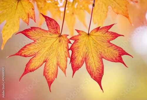 Autumn maple leaves on a blurred background. Shallow depth of field. 