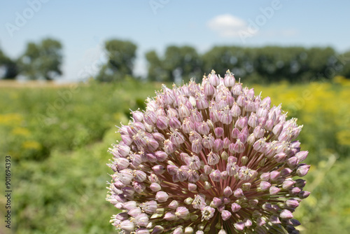 A closeup of the bloom of onion against the blurred landscape