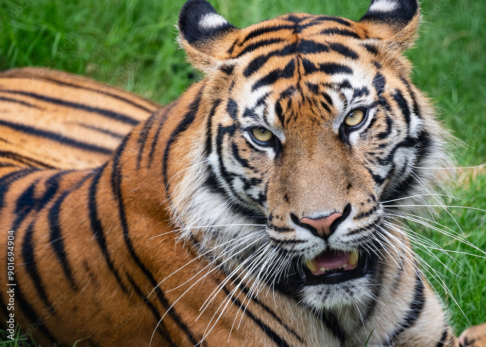 Tiger close up and sitting and watching Tiger close up and sitting and watching