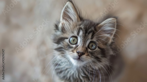 Wallpaper Mural The adorable fluffy kitten Torontodigital.ca