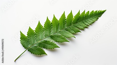 A single, intricate fern leaf on white backgrounds