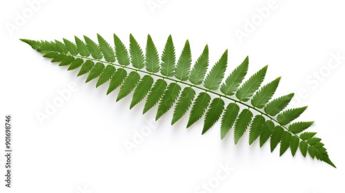 A single, intricate fern leaf on white backgrounds