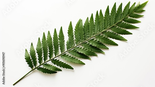 A single, intricate fern leaf on white backgrounds