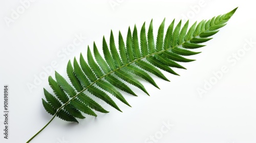 A single, intricate fern leaf on white backgrounds