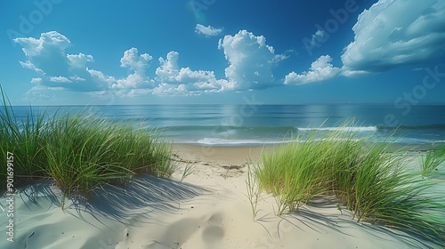 Coastal area with Beach Grass Ammophila breviligulata in Massachusetts USA photo