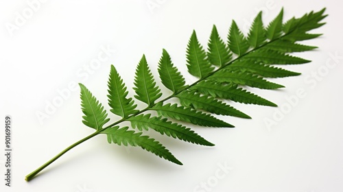 A single, intricate fern leaf on white backgrounds