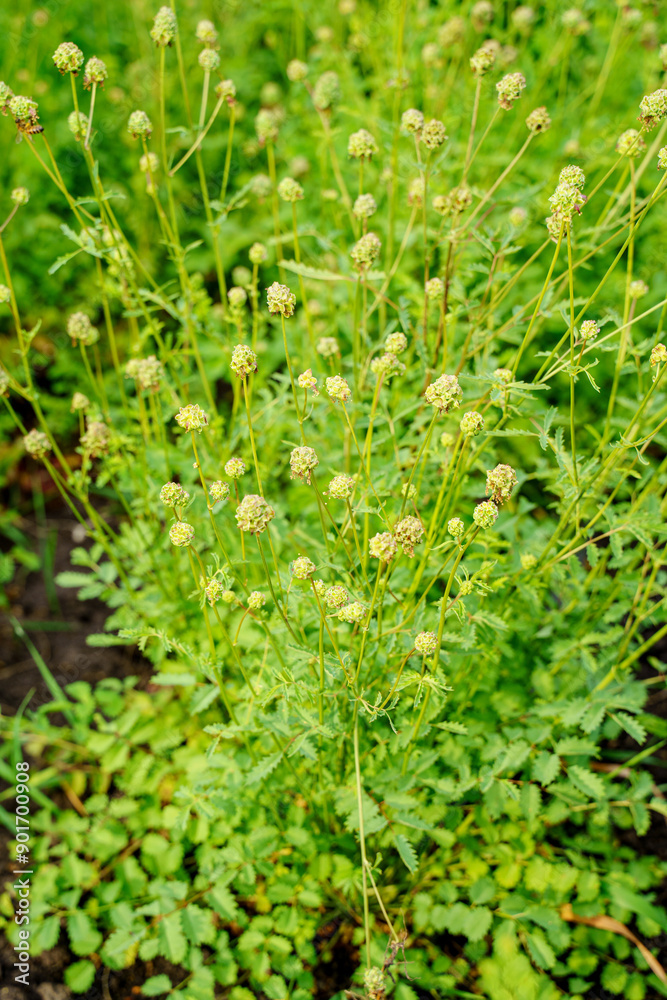 Burnet Salad (Sanguisorba minor) Edible and Medicinal plant Burnet Salad (Sanguisorba minor) Edible and Medicinal plant