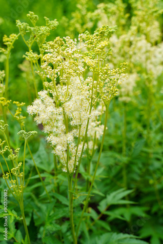Photos White flower of Meadowsweet (Filipendula ulmaria)