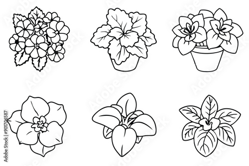 Begonia flower line art illustration