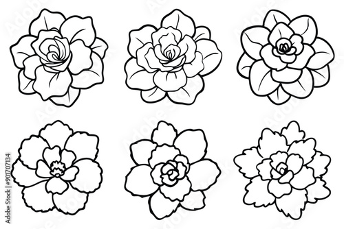 Begonia flower line art illustration