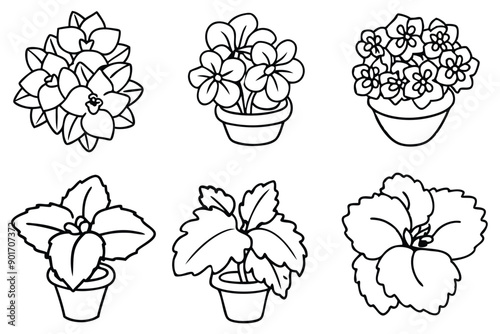 Begonia flower line art illustration