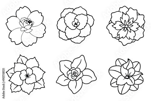 Begonia flower line art illustration