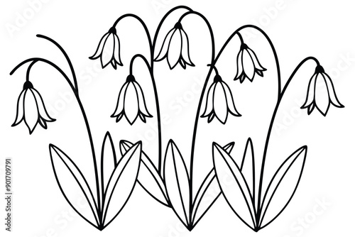 Bluebell flower line art illustration