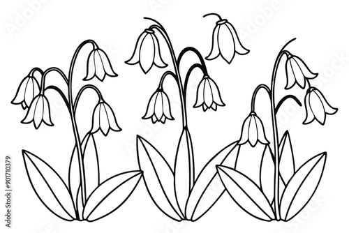 Bluebell flower line art illustration