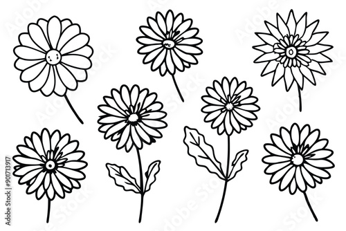 Calendula flower line art illustration
