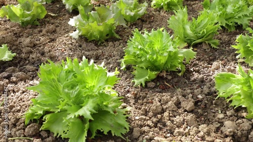 Close up of a small letucce in soil, growing concept