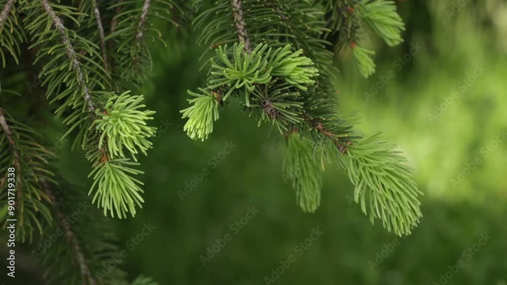 Close up of new buds on a green spruce in nature