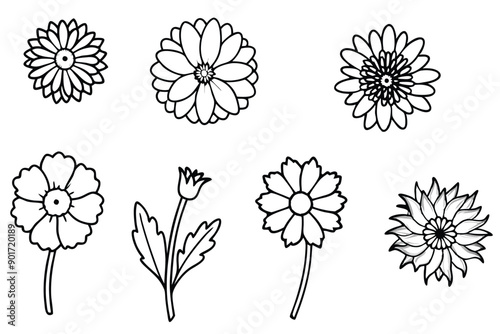 Calendula flower line art illustration