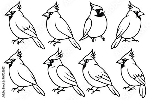 Cardinal bird line art illustration
