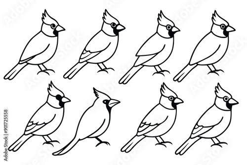 Cardinal bird line art illustration