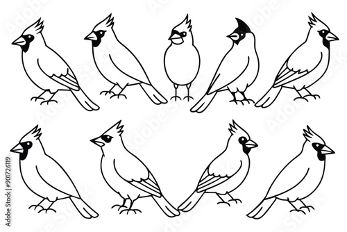 Cardinal bird line art illustration