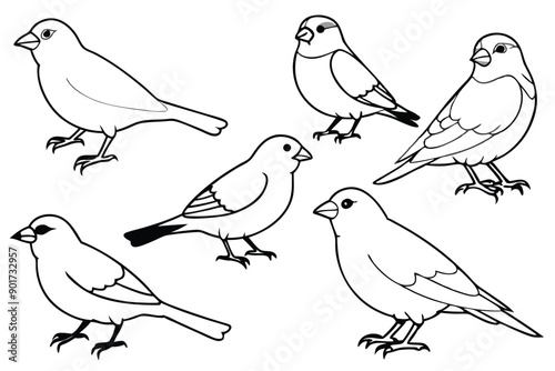 Canary bird line art illustration